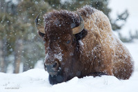 BNWR00332 Bison