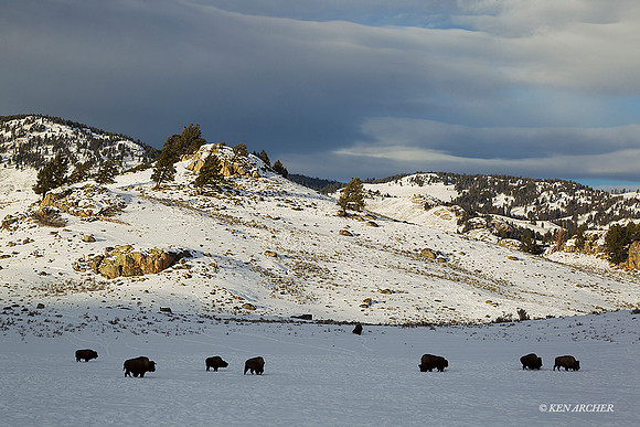 BNWR01170 - Bison