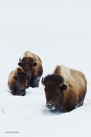 BNWR00628 - Bison