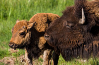 BN00384-Bison