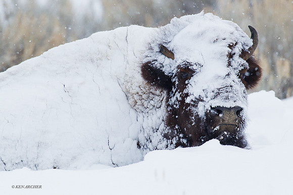 BNWR00565 - Bison