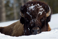 BNWR00147 Bison