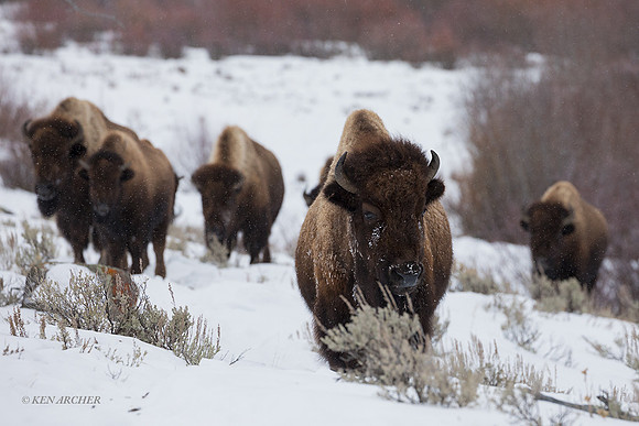BNWR01605 - Bison