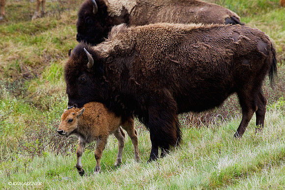 BN00711 Bison