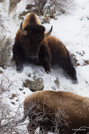 BNWR00456 - Bison
