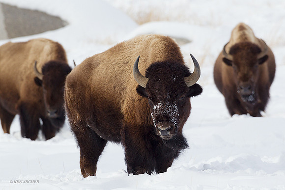 Bison - BN00223