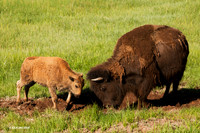 BN00062 Bison
