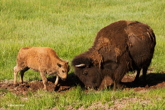 BN00062 Bison