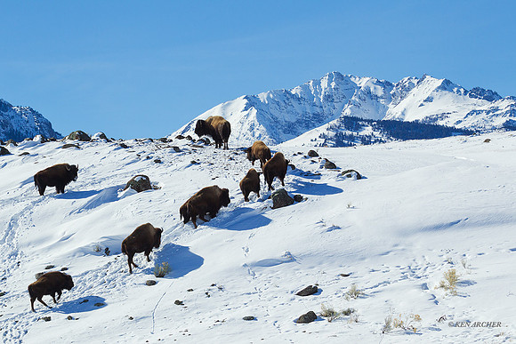 BNWR00758 - Bison