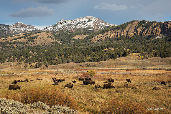 BN01612 - Bison