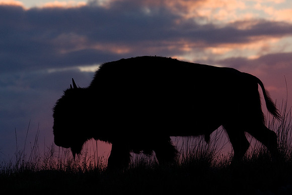 Bison - BN00589
