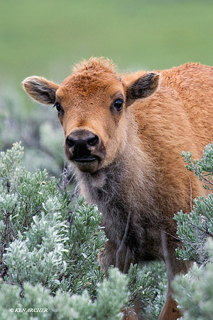 BN00741 Bison