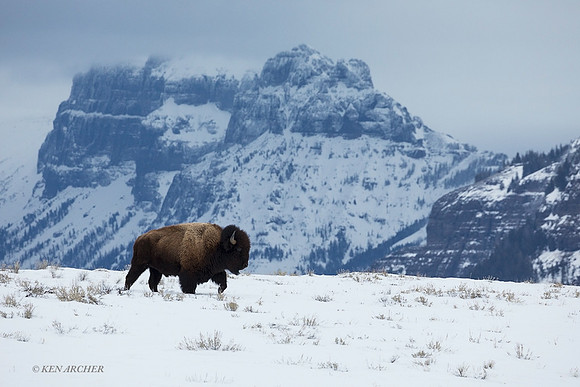 BNWR01470 - Bison