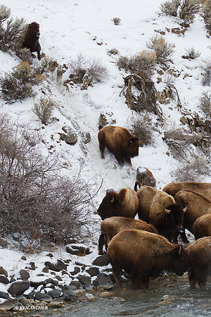 BNWR00466 - Bison