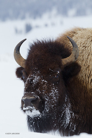 BNWR00627 - Bison