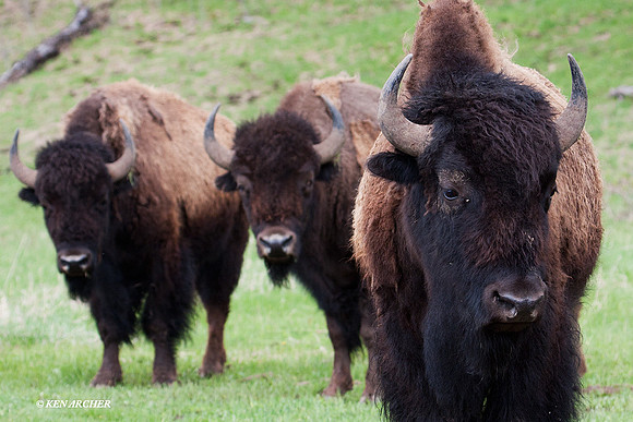 Bison - BN00789