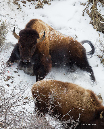 BNWR00458 - Bison