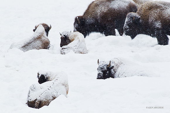 BNWR00374 - Bison