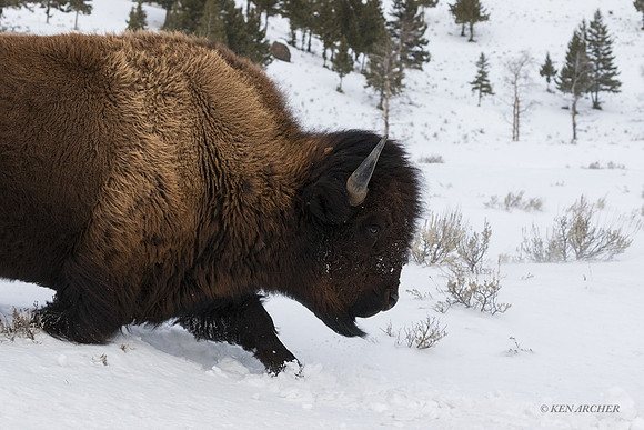 BNWR01671 - Bison