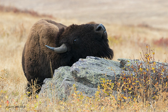 BN01443 - Bison