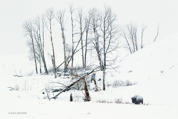 BNWR00598 Bison