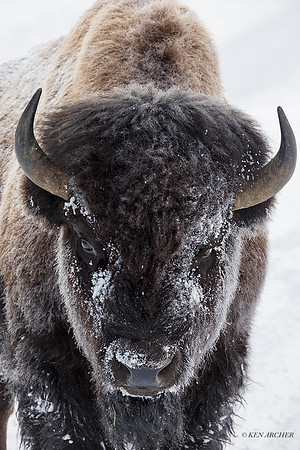 BNWR01270 - Bison