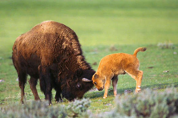 BSN010729 Bison Cow with active calf