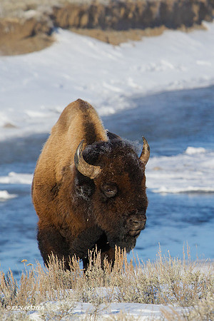 BNWR00906 - Bison