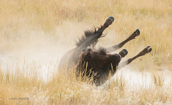 BN01757 - Bison
