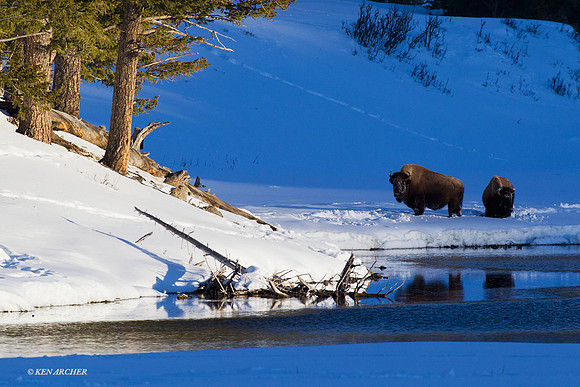 BNWR00402 - Bison
