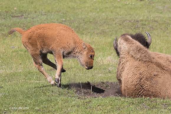BN00871 - Bison