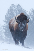 BNWR00047 Bison