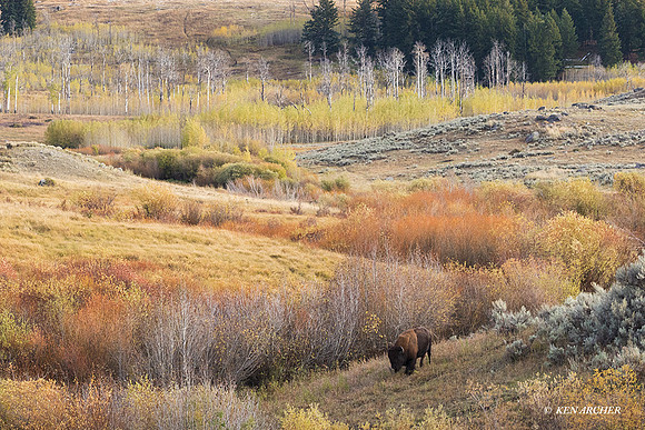 BN01645 - Bison