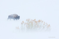 Bison Winter - BNWR00018