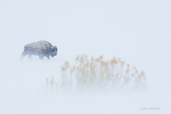 Bison Winter - BNWR00018