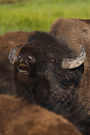 Bison - BN00053