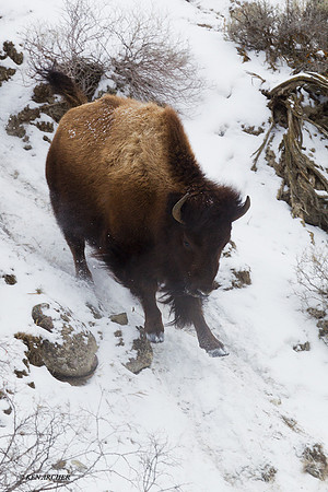 BNWR00449 - Bison