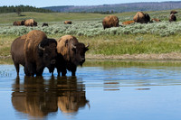 Bison Herd Reflecting - BN00468