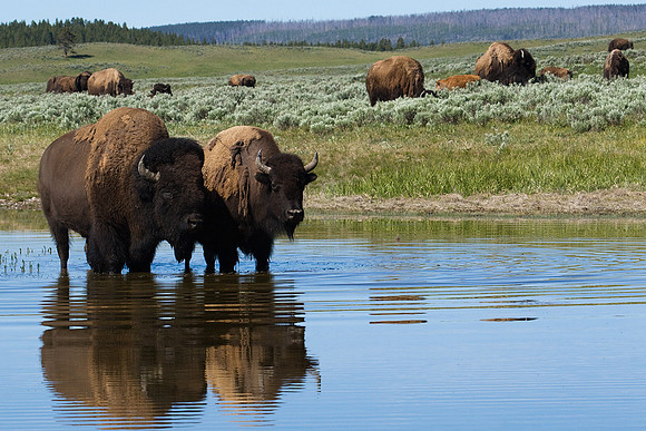 Bison Herd Reflecting - BN00468