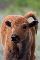 Bison Calf - BN00270