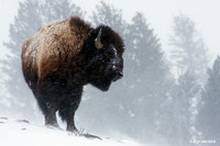BNWR00040 Bison