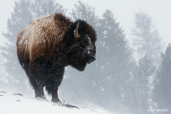 BNWR00040 Bison