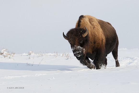 BNWR01246 - Bison