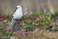 NMSB00215_Snow Bunting