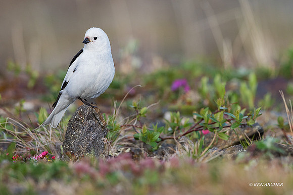NMSB00215_Snow Bunting