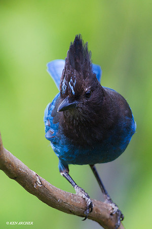 STJY00018 Stellars Jay