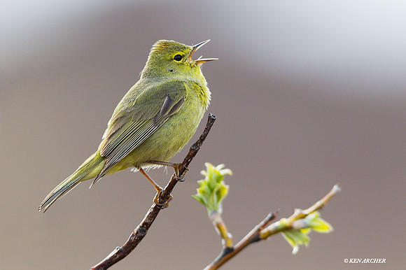 NMOW00114 - Orange-crowned Warbler