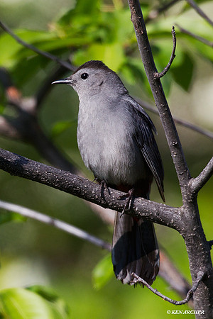 CTBD00002 Cat Bird