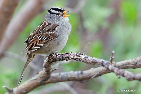 NMWC00041 White-crowned Sparrow