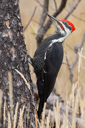 PDWR00066-Peliated-Woodpecker